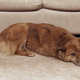 Illustration for article titled New Carpet Cleaner Safe For Pets That Were Meant To Go On Living